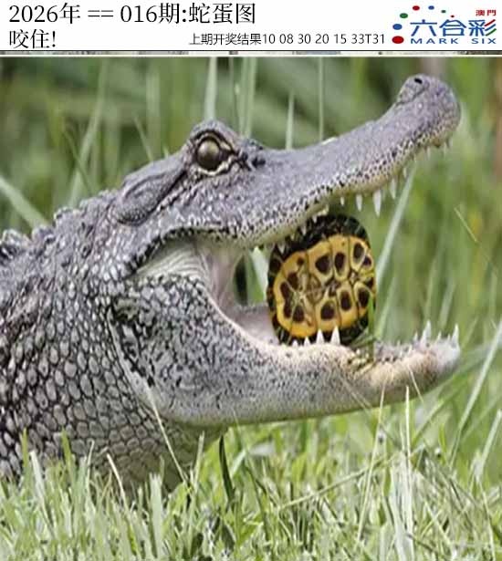 016期正版蛇蛋图[图]