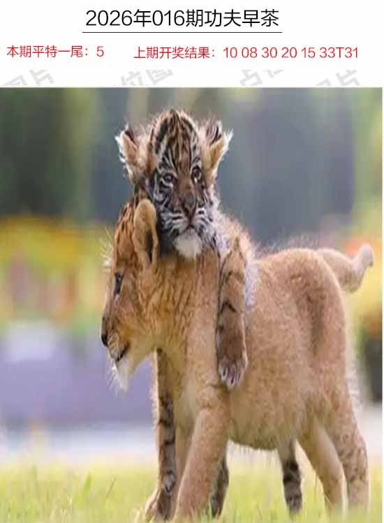 016期功夫早茶[图]