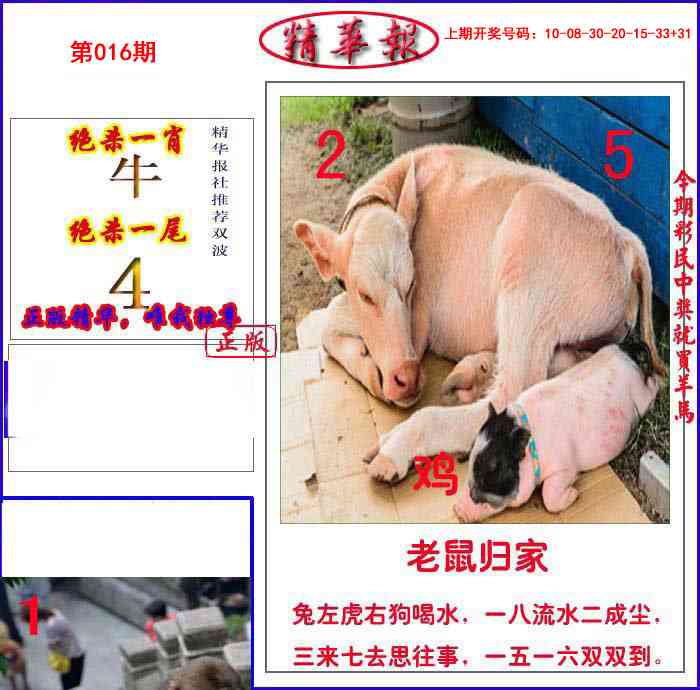 016期新精华报报[图]